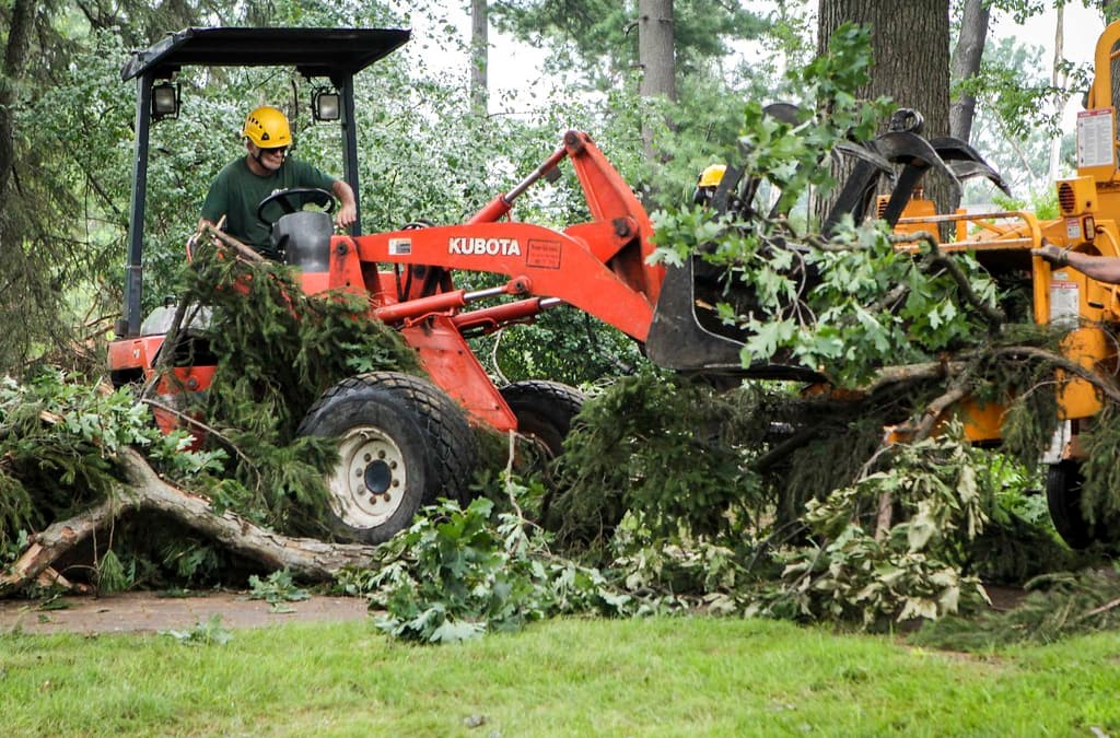 tree remova;