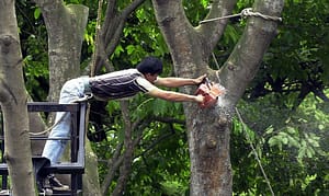 tree prunning
