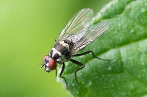 home pests