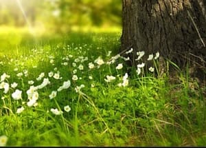 plants around a tree
